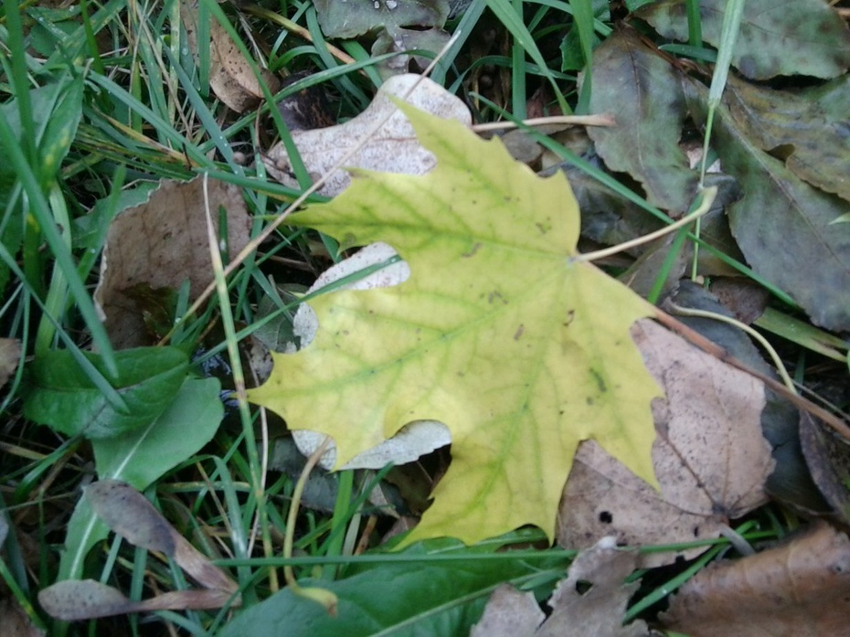 кленовый лист