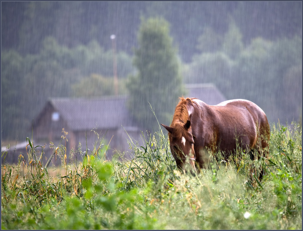 Лошадь под дождем