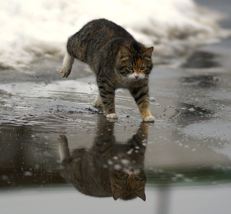 Водяной кот (ассоциации-живой и разумный)