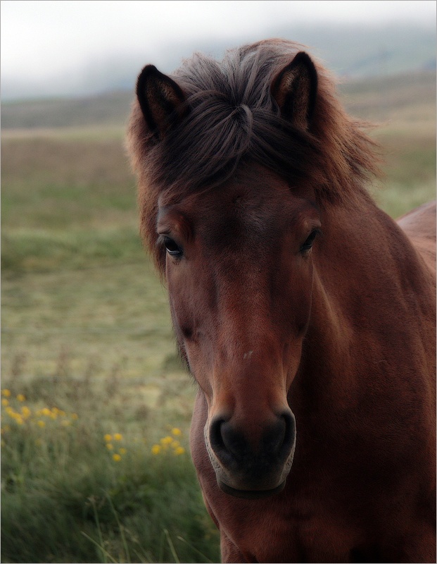 Портрет исландской лошади