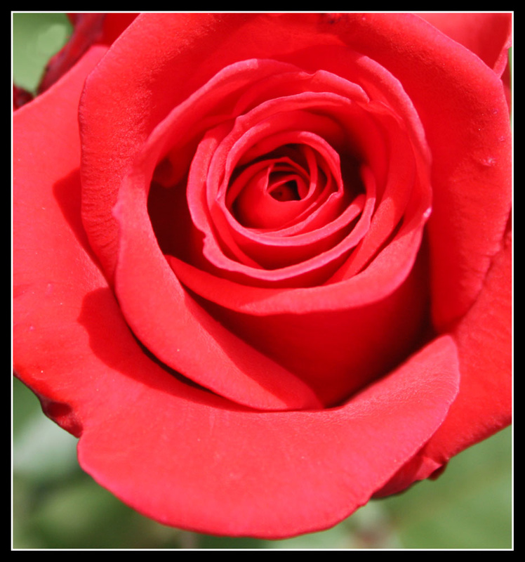 Роза -- королева цветов