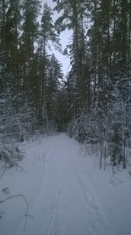 Ковровский лес. Январь