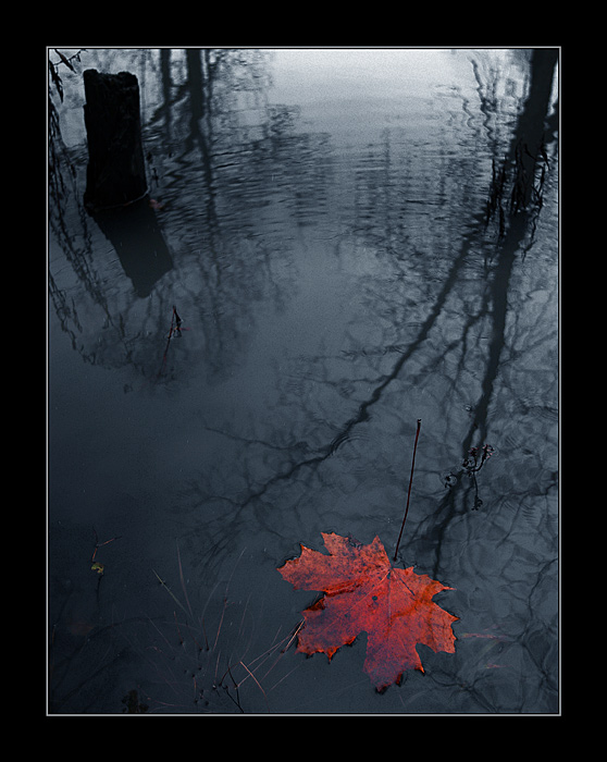 Природу жалко. Осень одиночество. Грусть природа. Печаль природа. Грустный пейзаж.