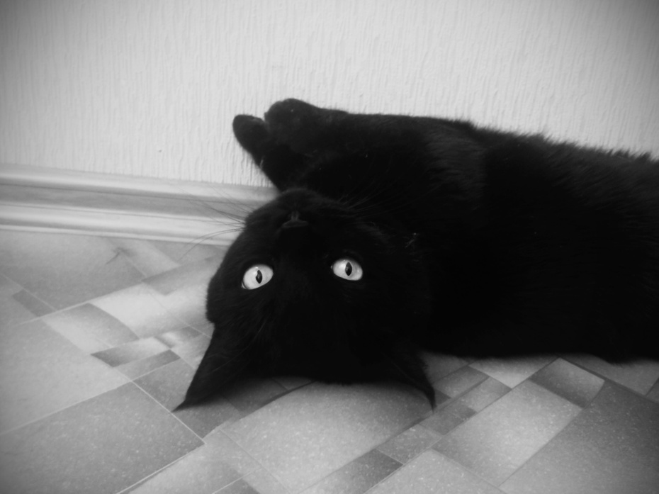 Black Cat