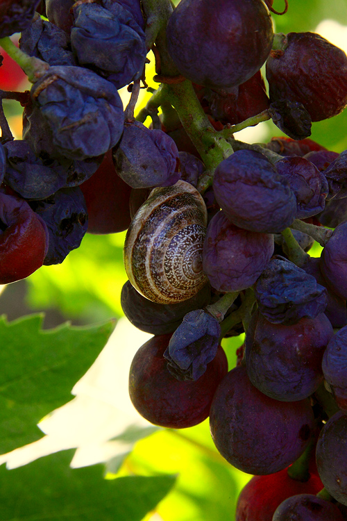 Виноград Португалии
