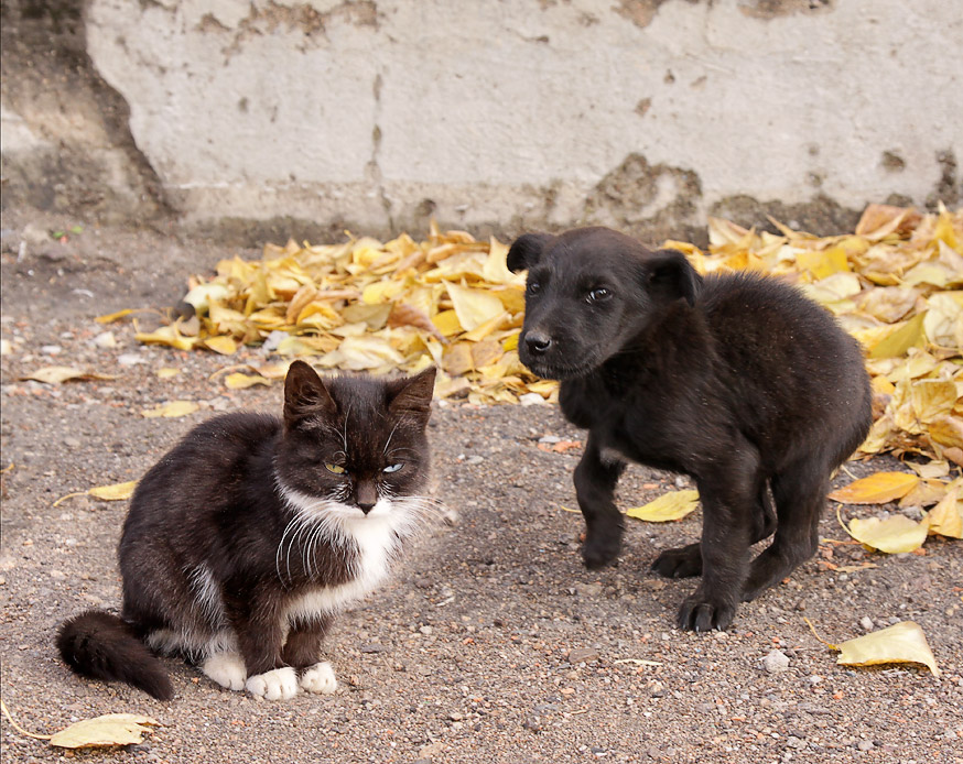 Пёс и кот. Друзья по несчастью.