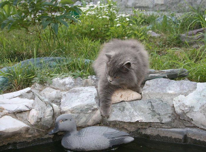 Кот у пруда