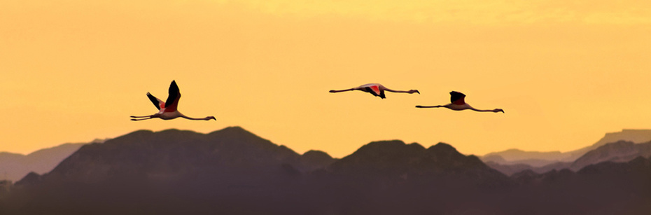 Flyiing flamingos