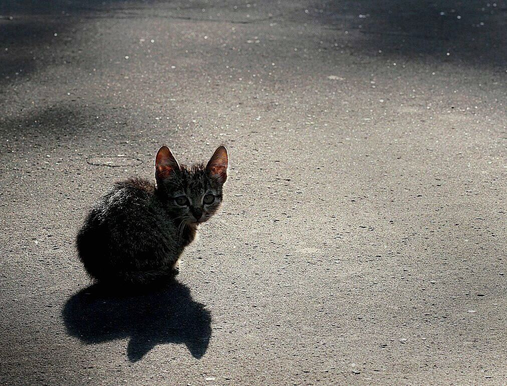 Бери кошку. Бездомные котята. Брошенный котенок. Грустный Бездомный кот. Одинокий котенок на улице.