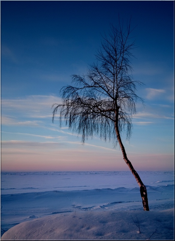 Стойкая