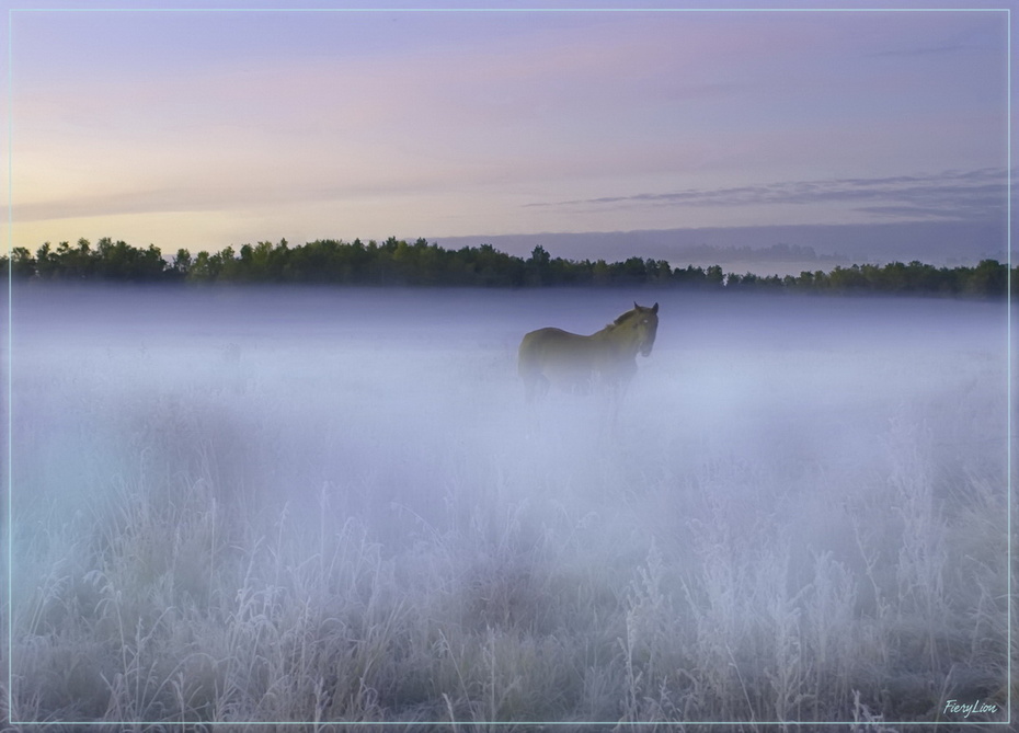 Лошадь в тумане.