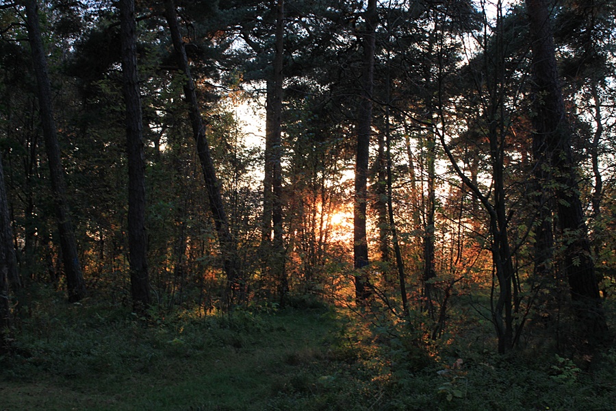 Закат в лесу