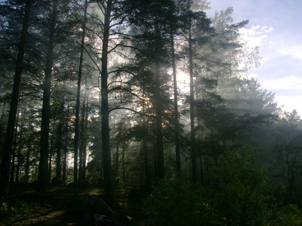 весёлые лучи солнца пробиваются сквозь сосновых деревьев