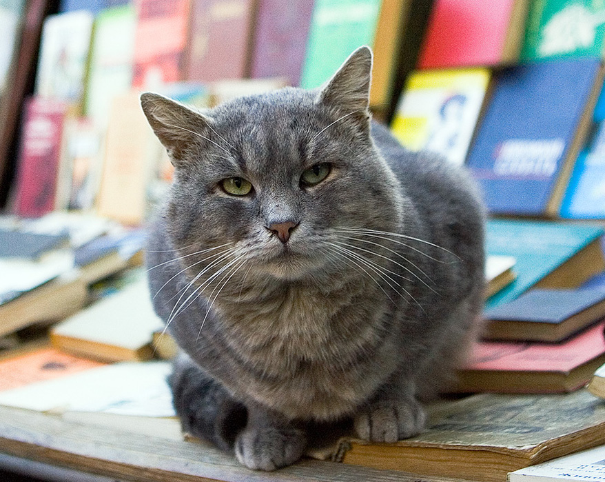 Портрет ученого кота