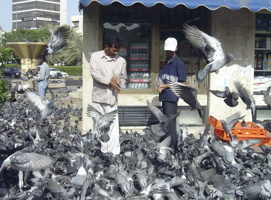 Кувейтские голуби.